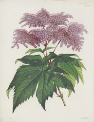 The Palmate-Leaved Spiraea, Spiraea Palmata